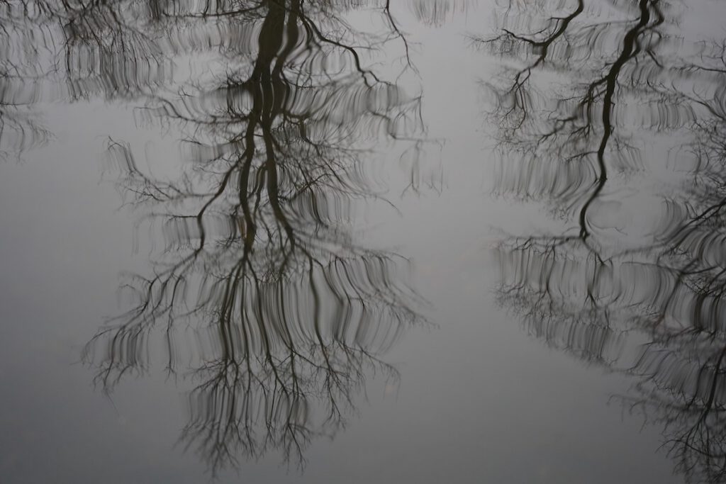 Black and white photo of bare branches reflected in light grey water